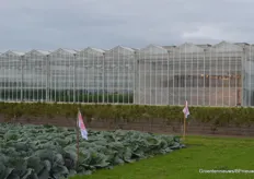 Een hoekje demoveld van Wing Seeds met op de achtergrond de kassen van Proeftuin Zwaagdijk